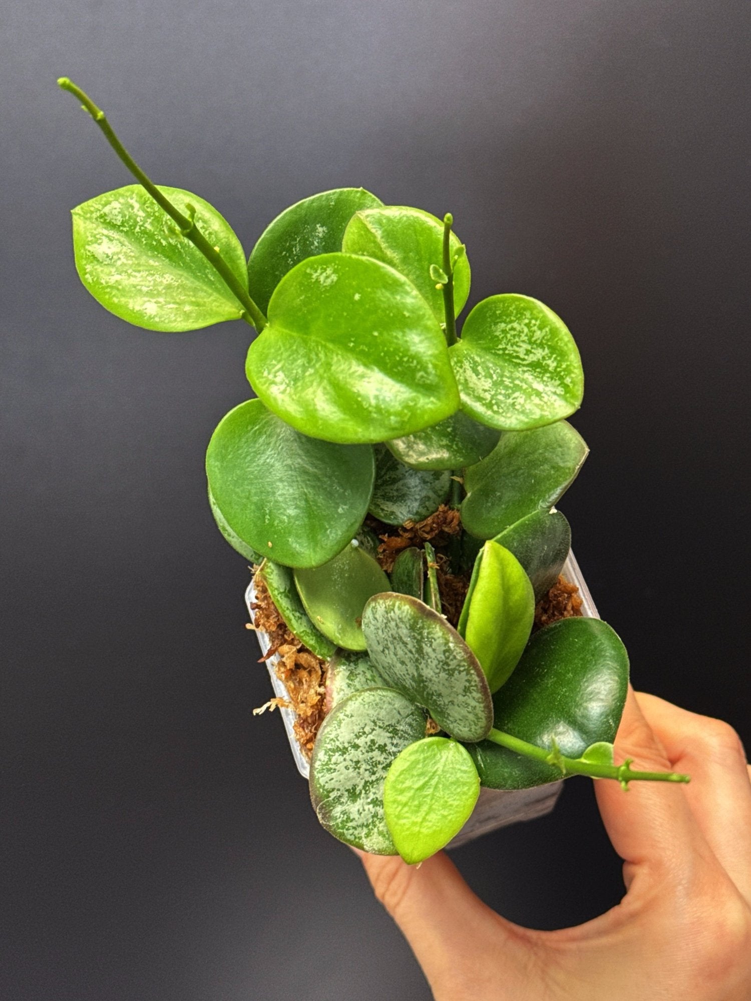 HOYA Collina