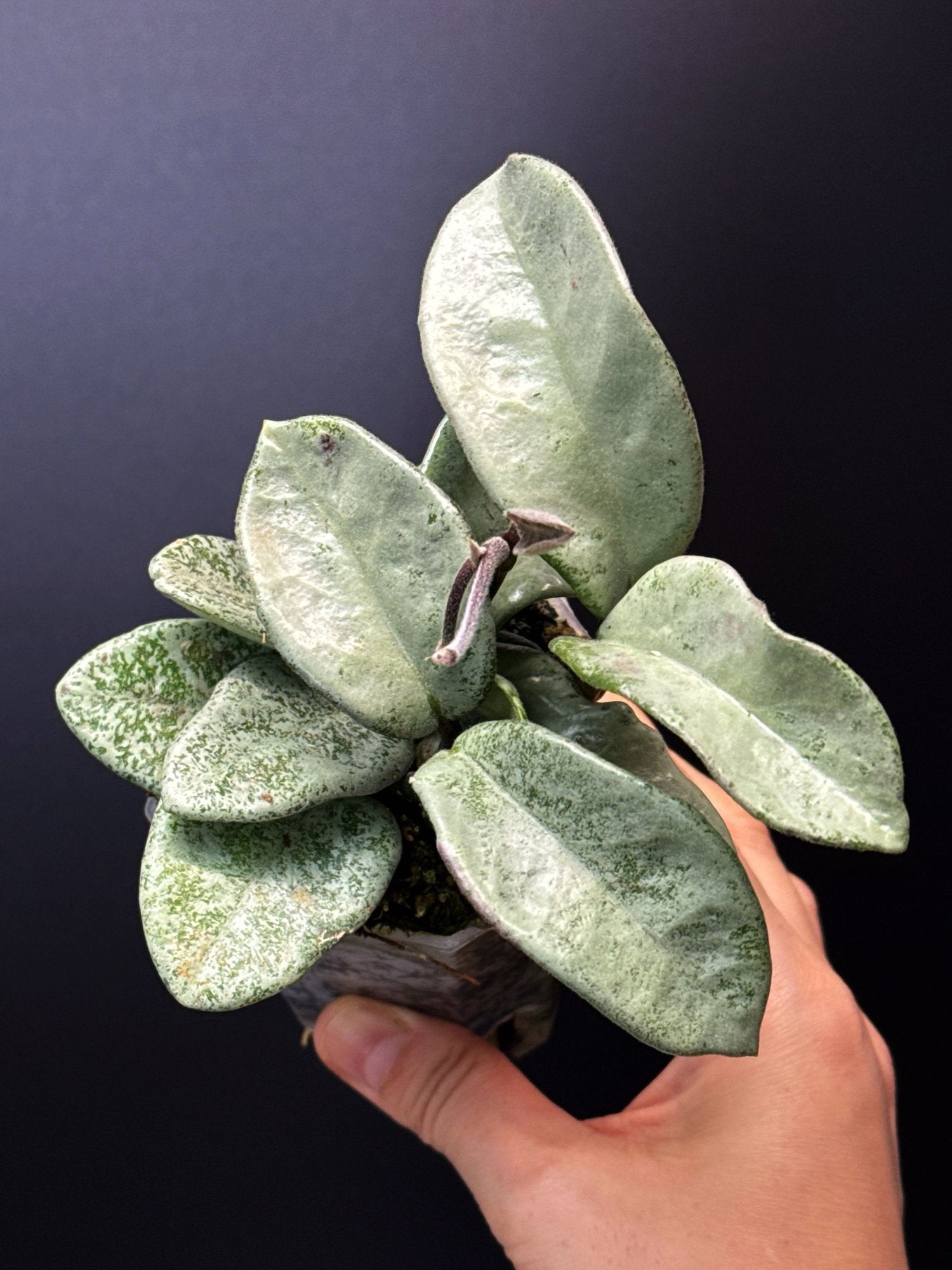 HOYA Carnosa Nova Ghost
