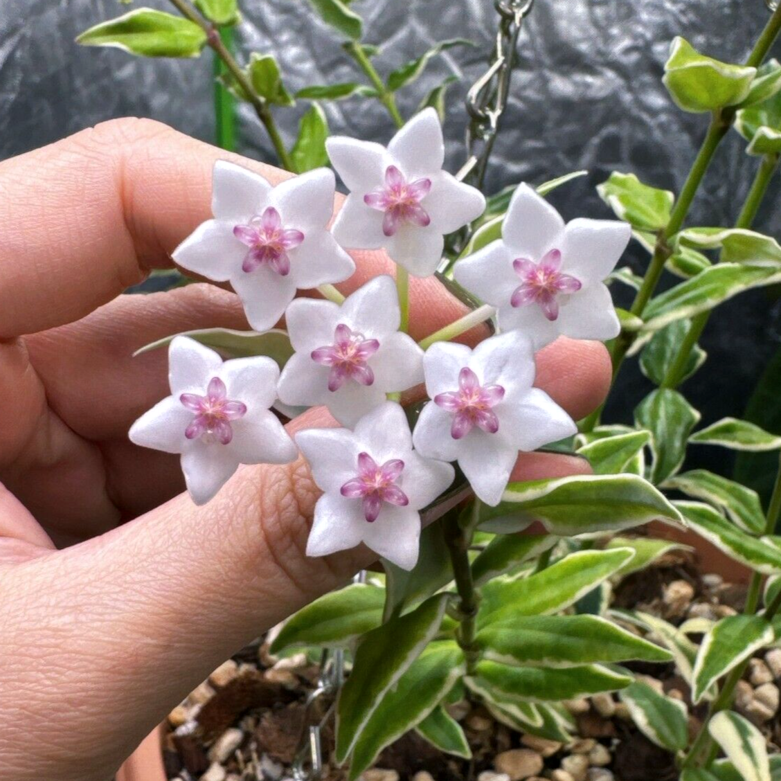 HOYA Bella Albomarginata