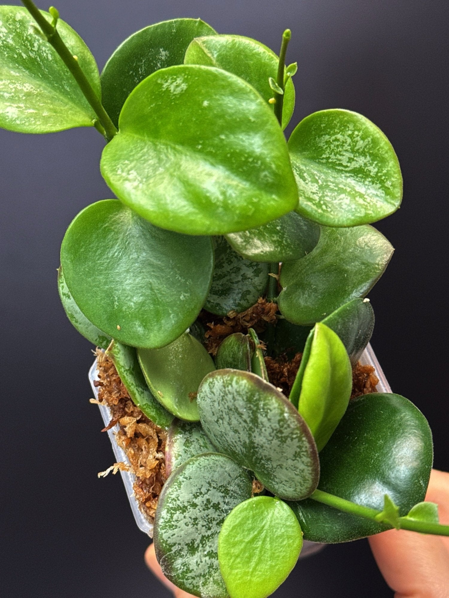 HOYA Collina