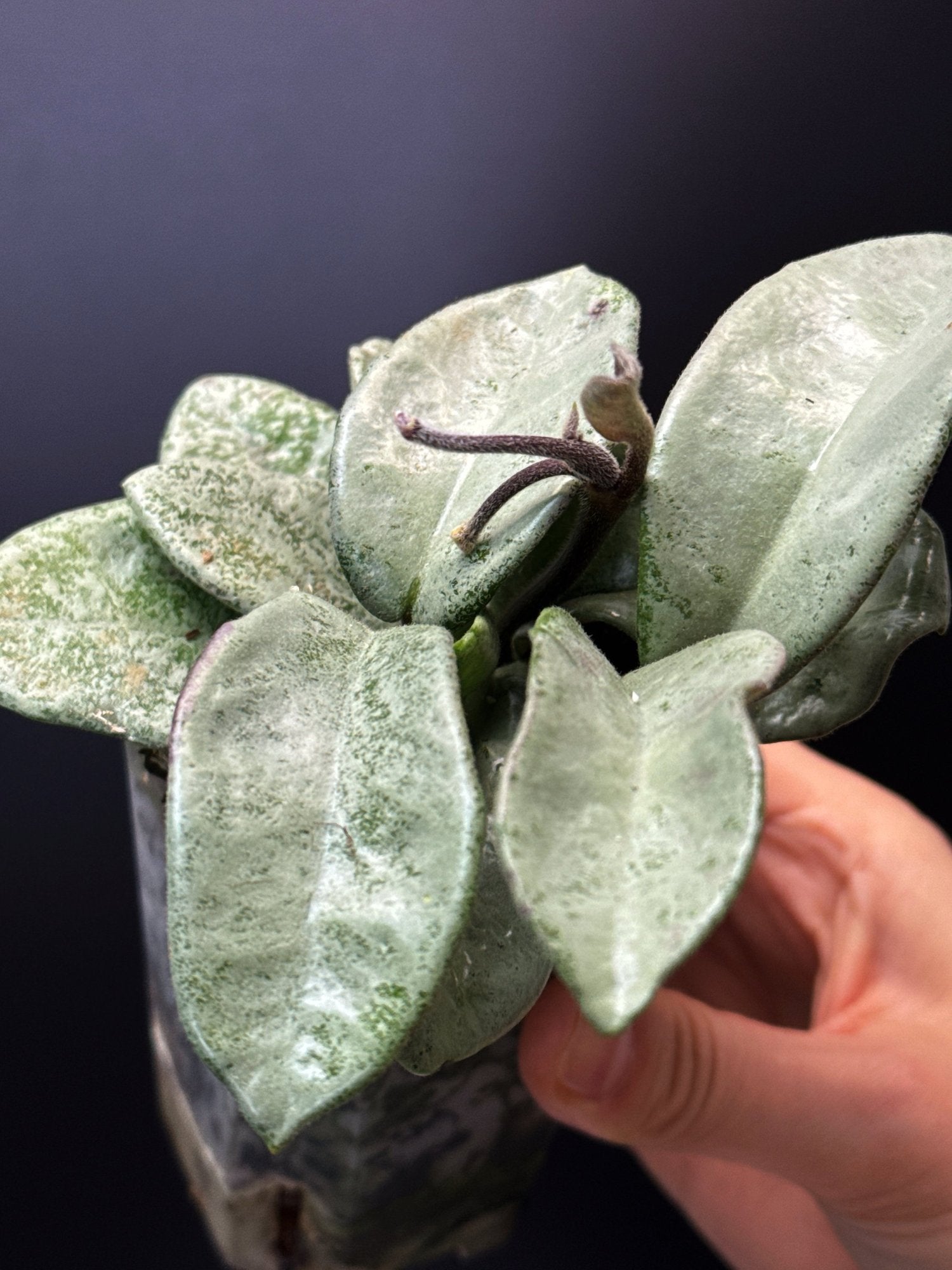 HOYA Carnosa Nova Ghost