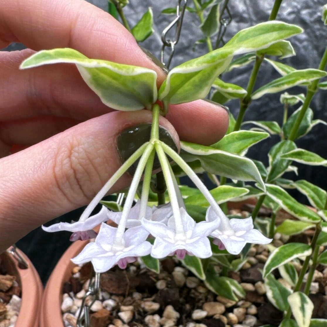 HOYA Bella Albomarginata
