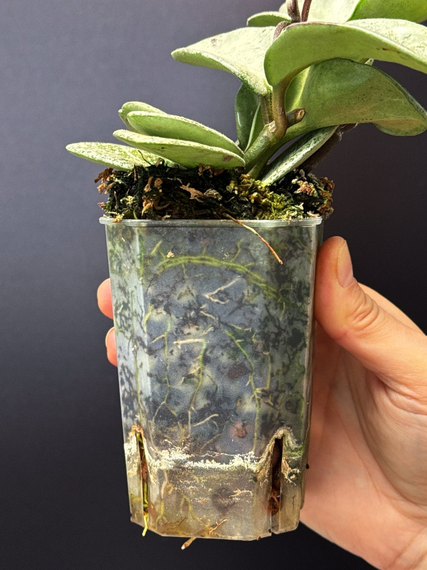 HOYA Carnosa Nova Ghost