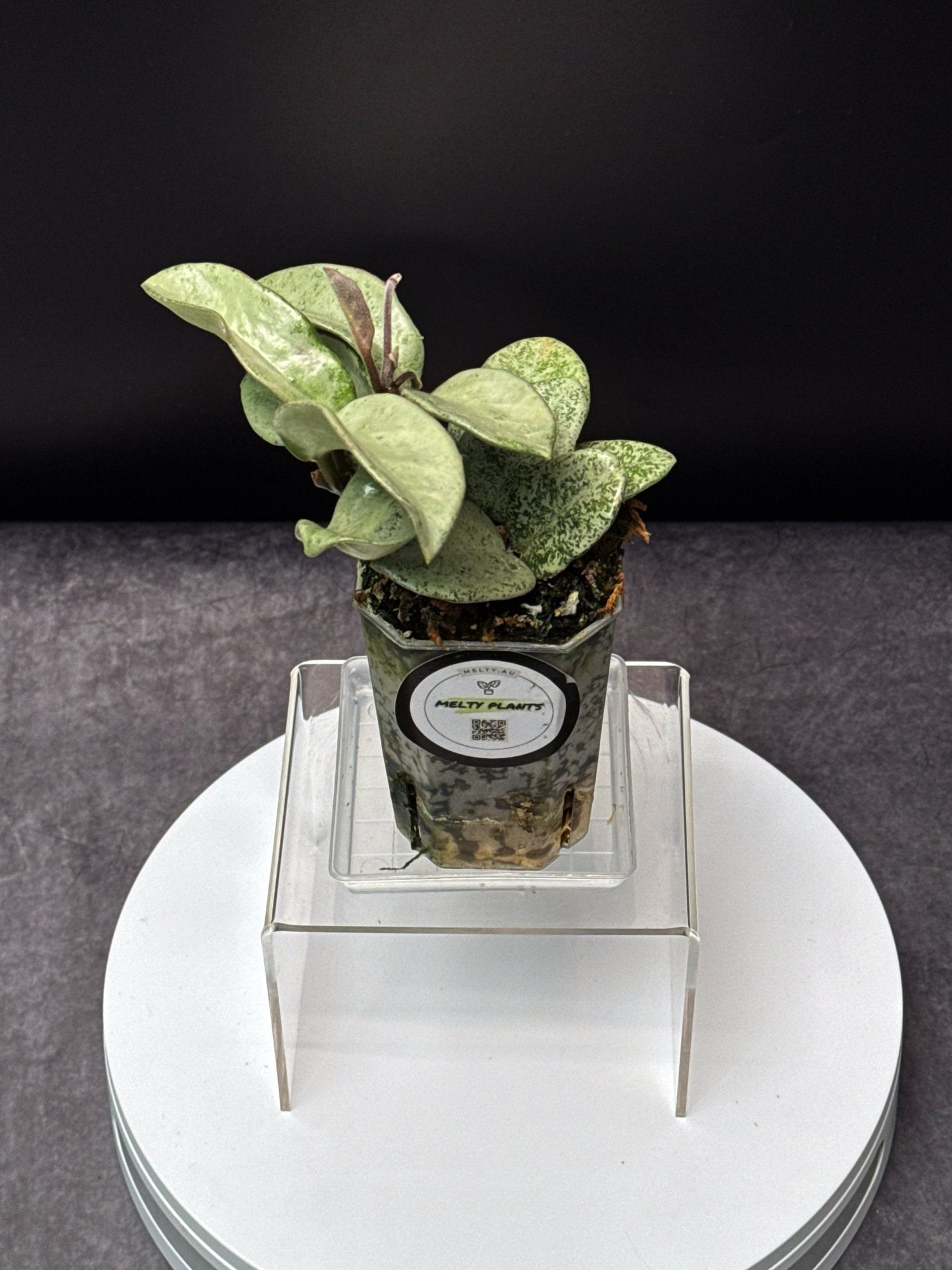 HOYA Carnosa Nova Ghost