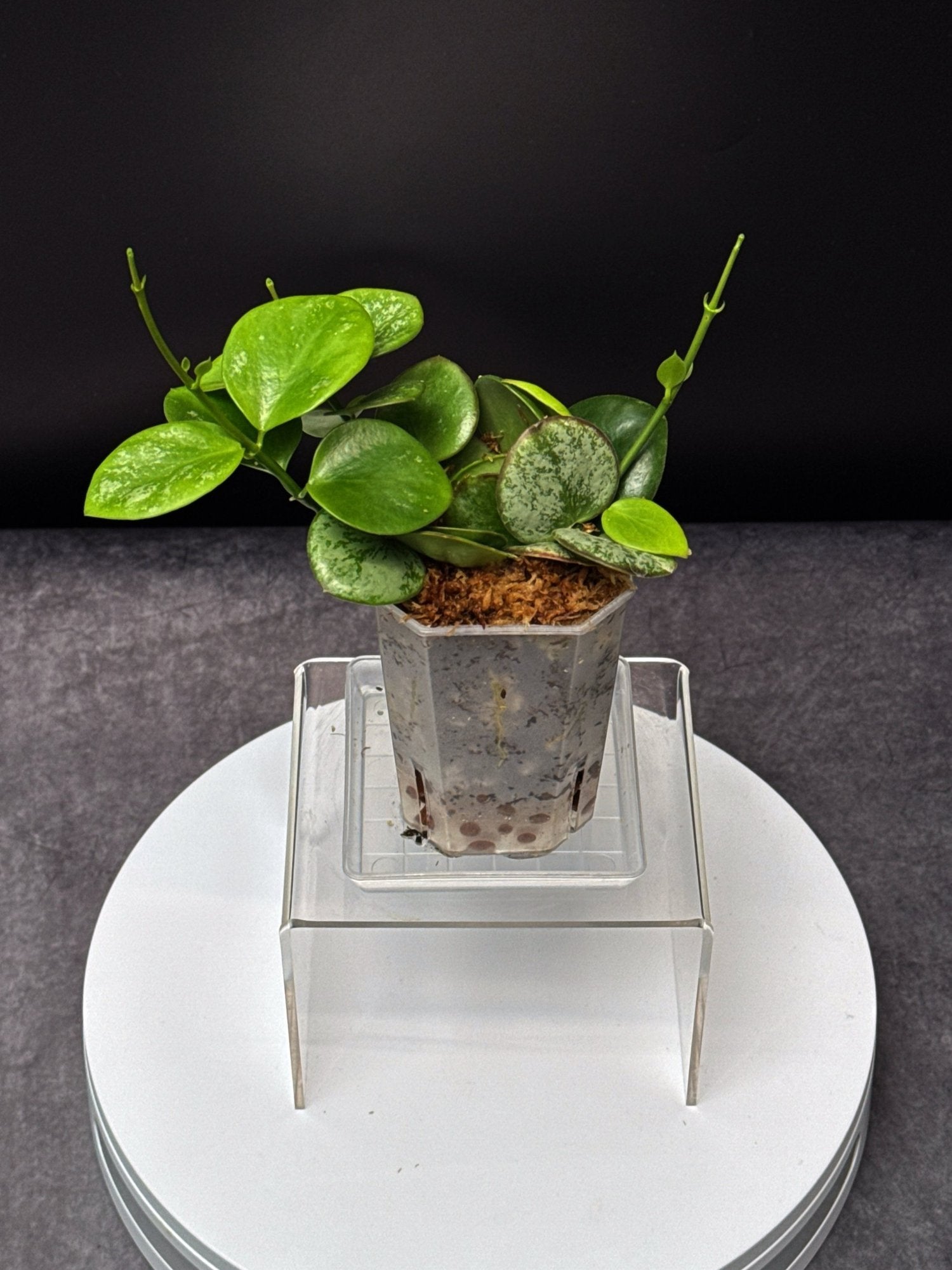 HOYA Collina