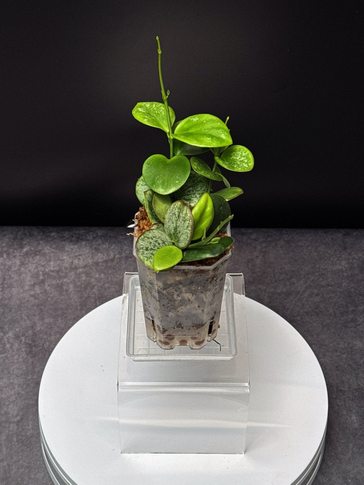 HOYA Collina