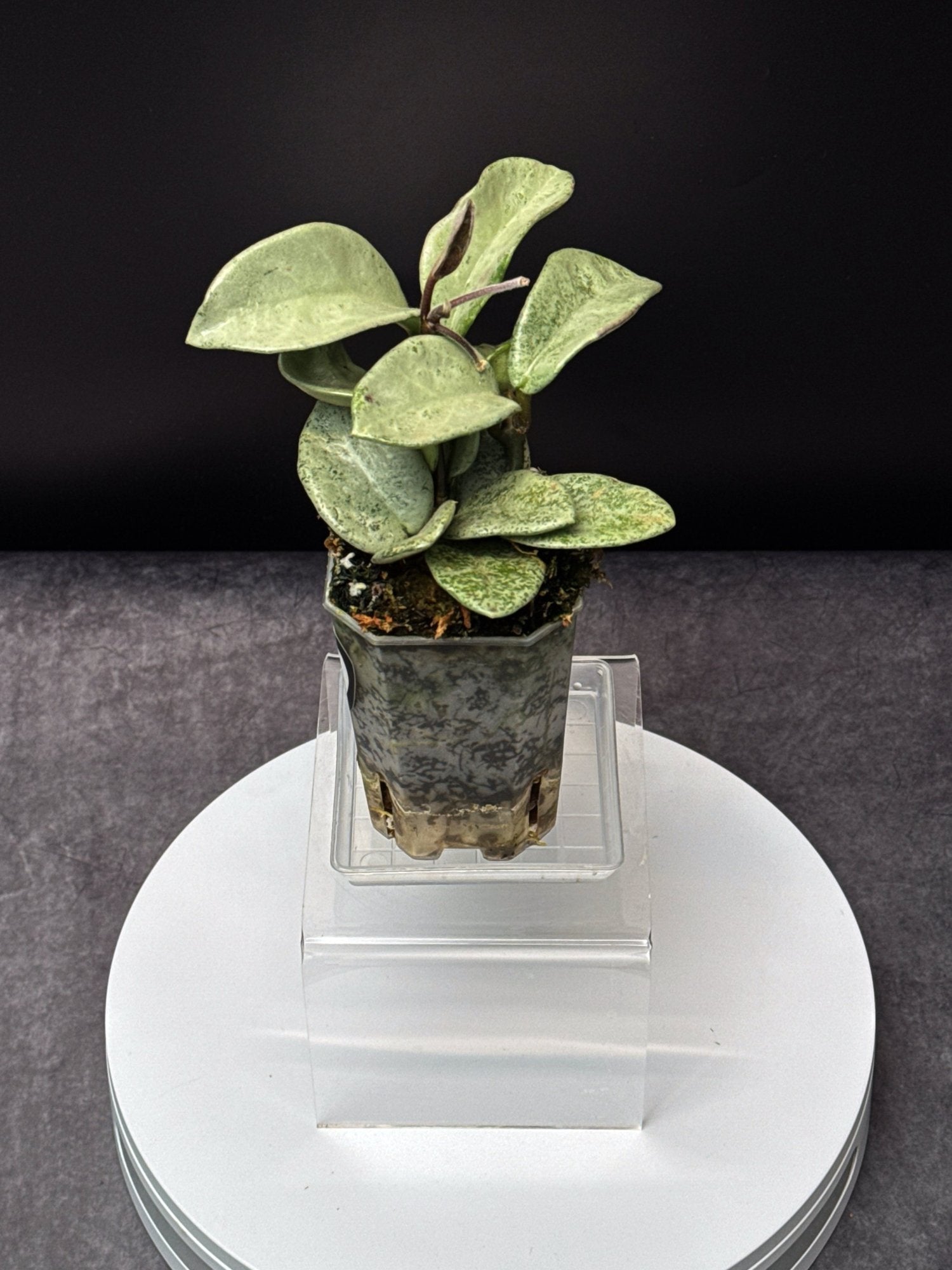HOYA Carnosa Nova Ghost