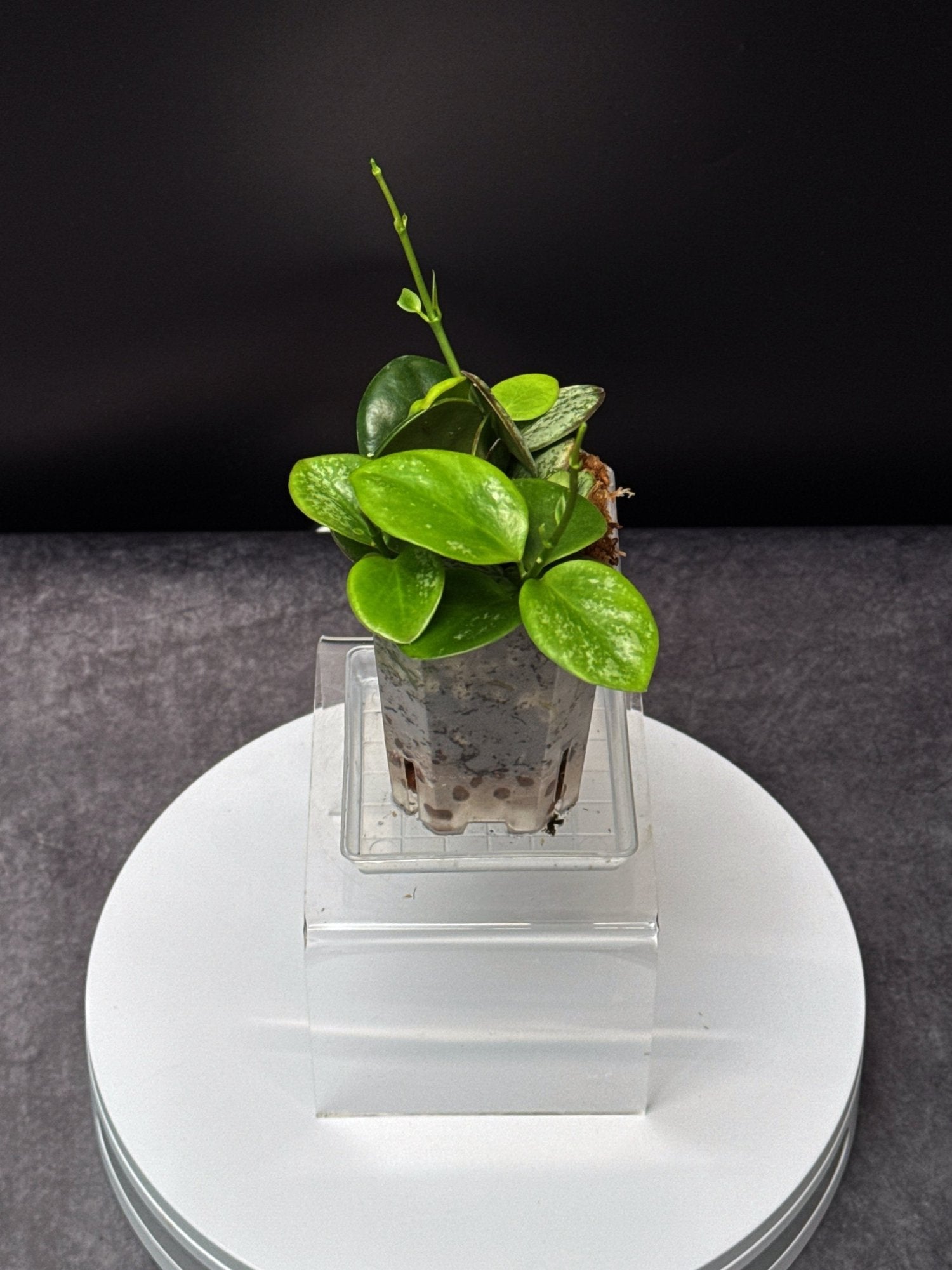 HOYA Collina
