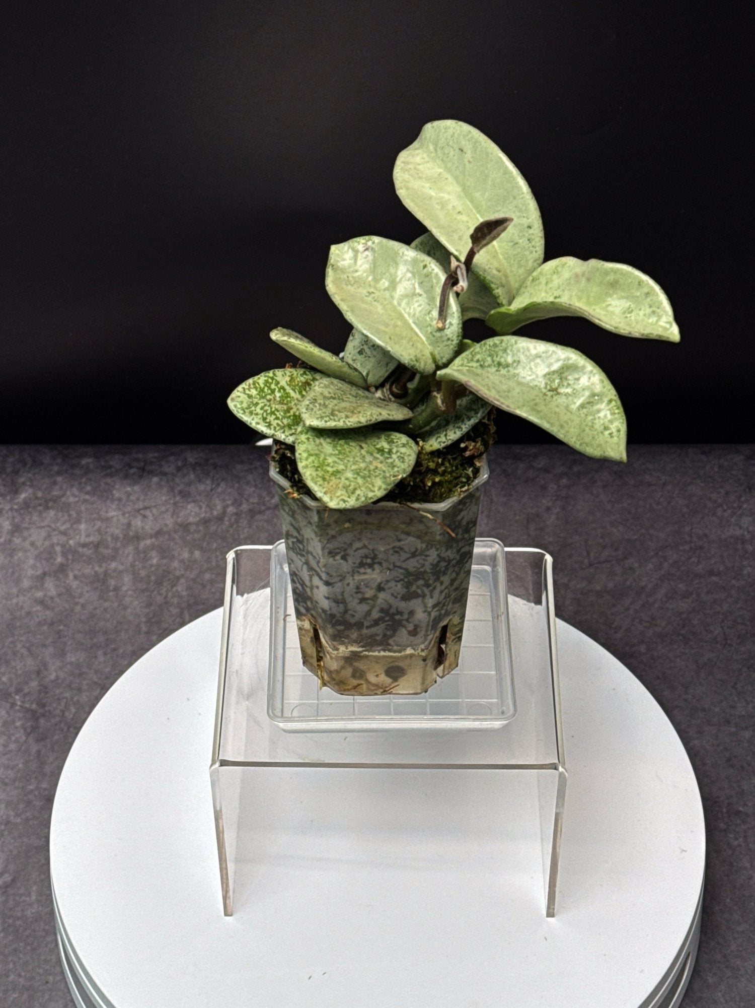 HOYA Carnosa Nova Ghost