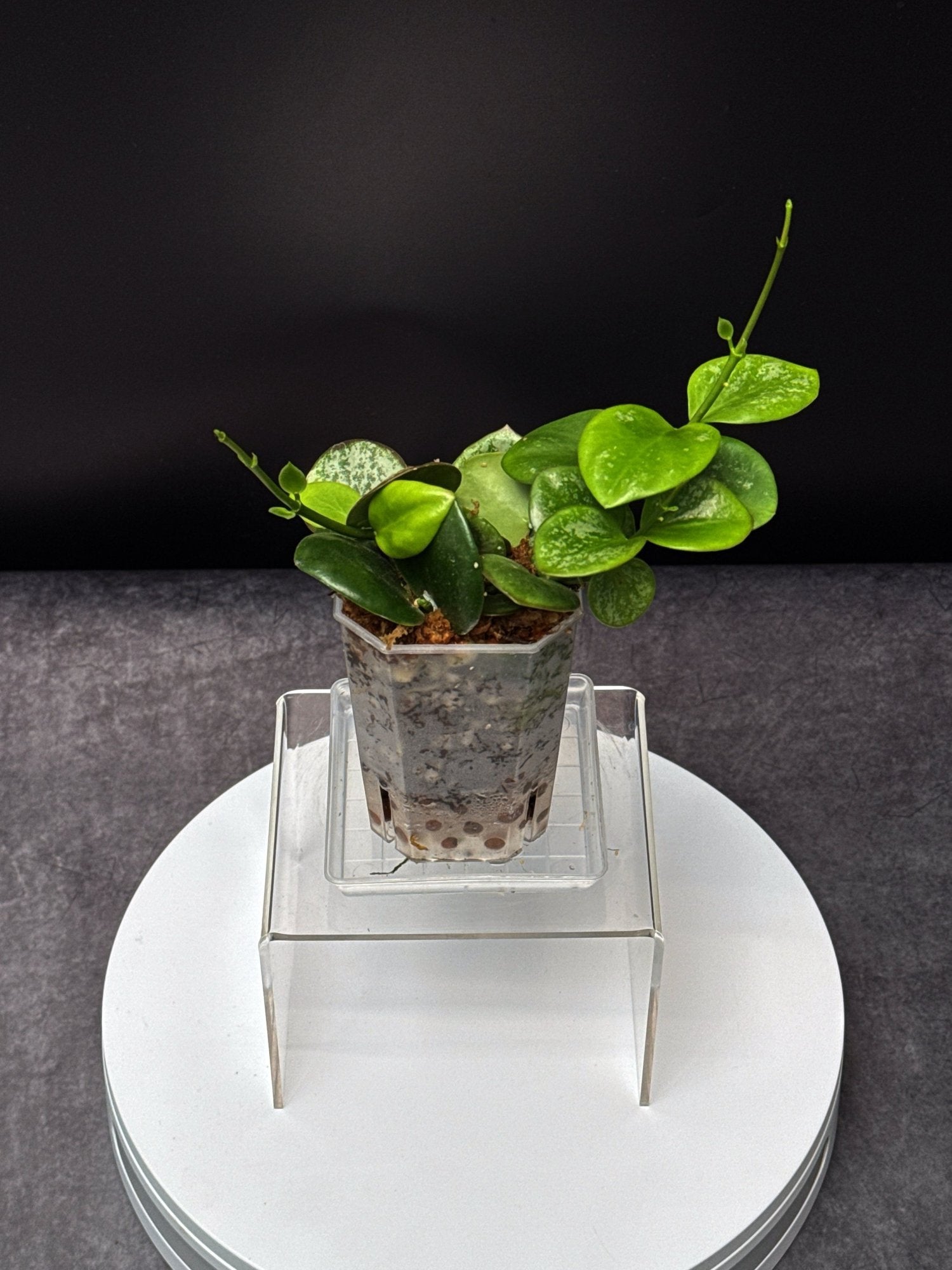 HOYA Collina