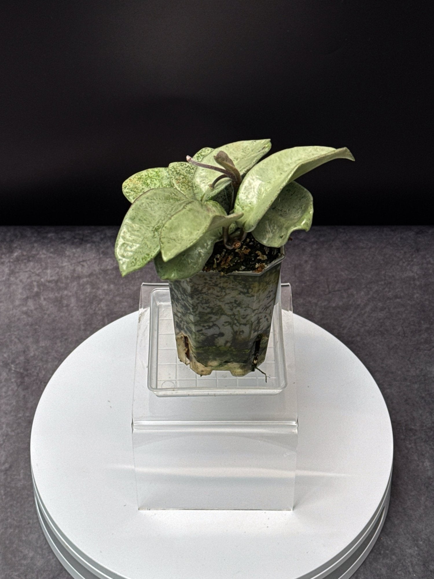 HOYA Carnosa Nova Ghost