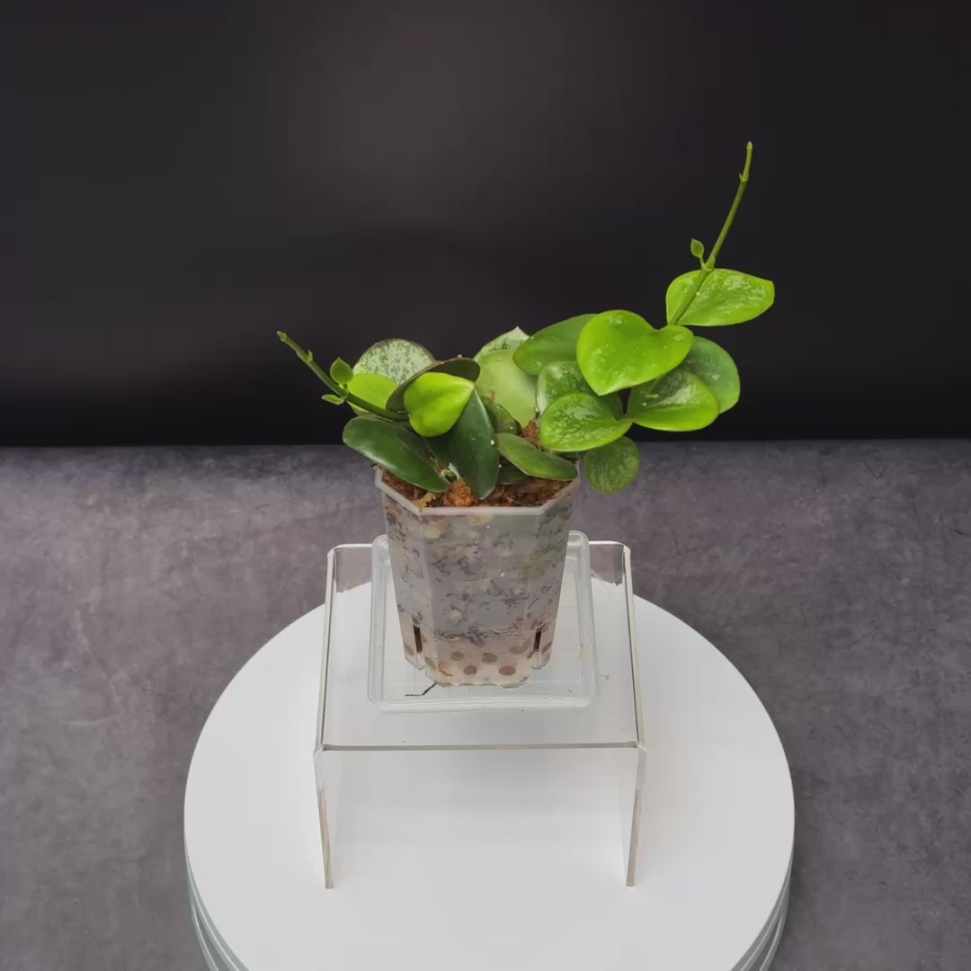 HOYA Collina